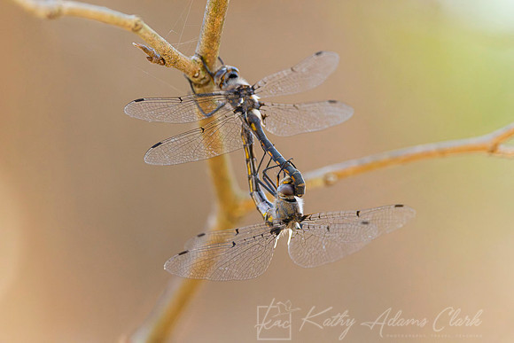 Four-spotted skimmer KAC1842