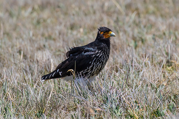Carunculated caracara KAC8642