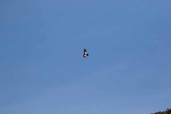 Andean Condor KAC8467