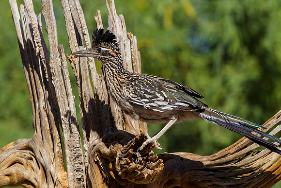 Greater roadrunner KAC9010