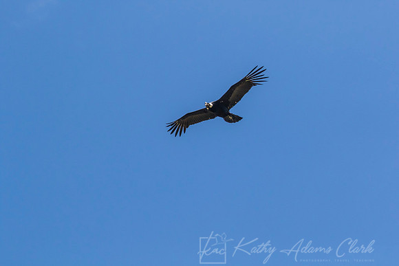 Andean Condor KAC8494