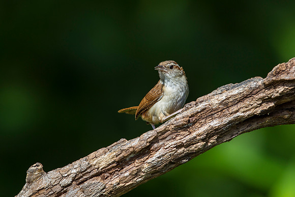 Carolina wren KAC7978