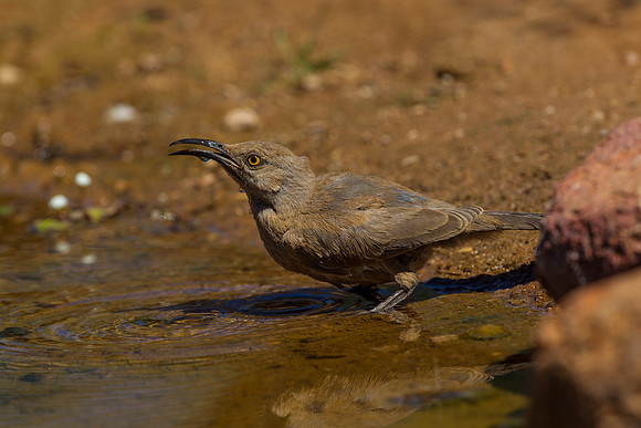 Curve-billed thrasher KAC9114