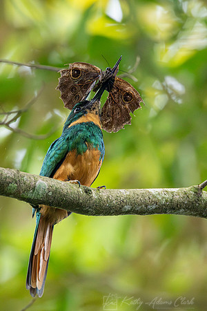 Rufous-tailed jacamar KAC4059-Enhanced-NR