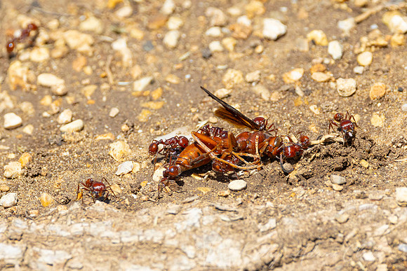 Harvester ant KAC1247