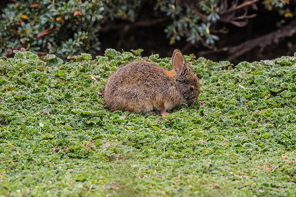 Andean Rabbit KAC0641