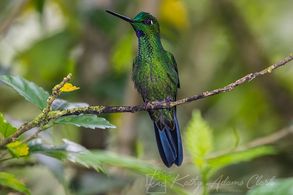 Green-crowned brilliant hummingbird KAC9563