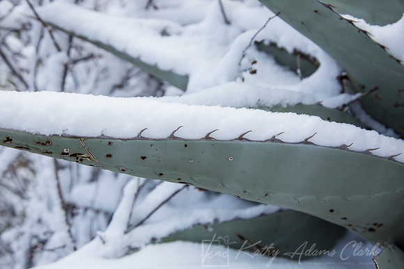 Havard Agave Snow KAC0055