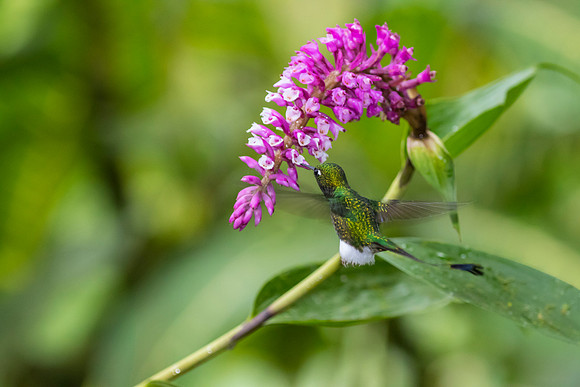 Booted racket-tail hummingbird KAC0482