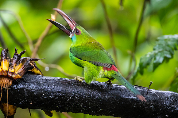 Crimson-rumped toucanet KAC0022