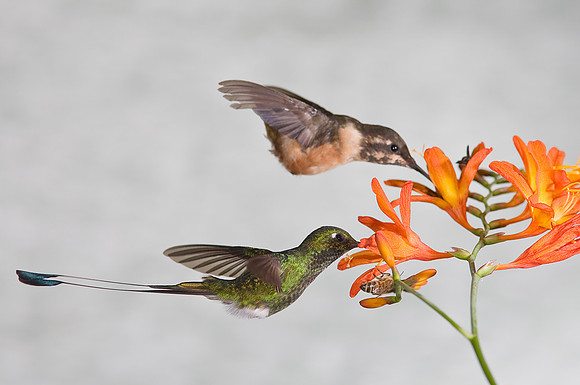 Booted racket-tail hummingbird pp KAC4804