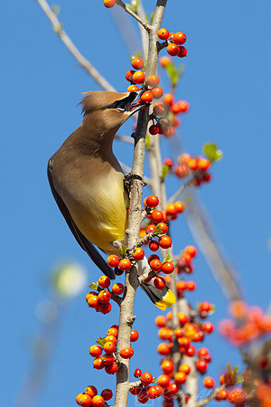 Cedar waxwing KAC1913