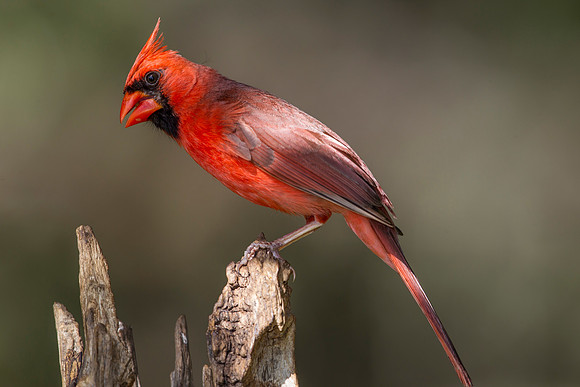 Northern cardinal KAC8275