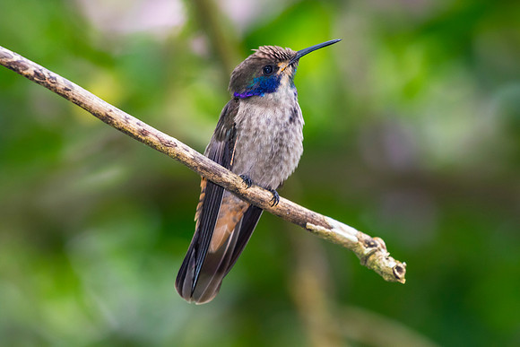 Brown violetear hummingbird KAC9464
