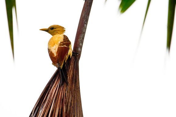 Cream-colored woodpecker KAC7457