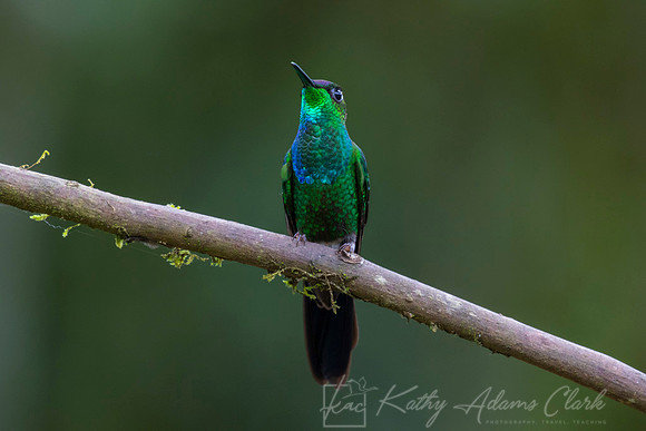 Violet-fronted brilliant KAC8999