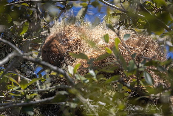 Porcupine KAC1415