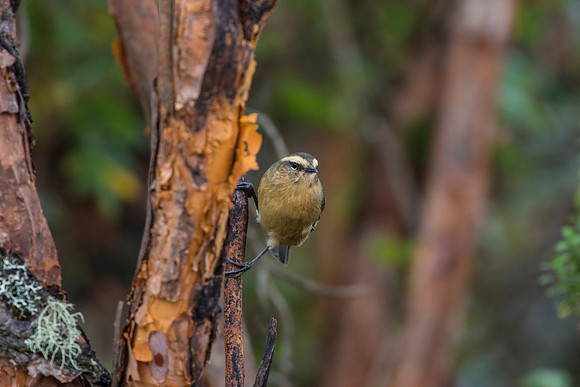 Cinereous conebill KAC0672