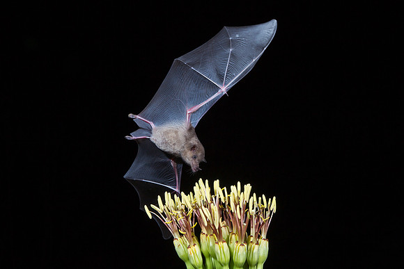 Mexican Long-tongued Bat KAC2046
