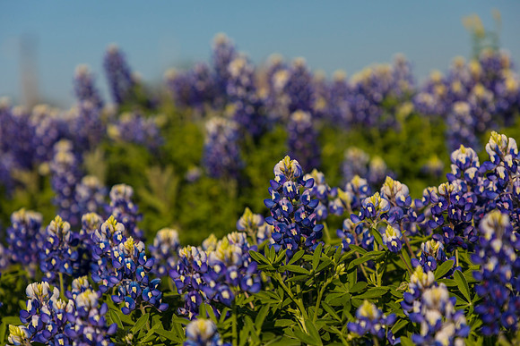 Texas Bluebonnet KAC0847