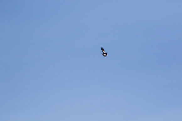 Andean Condor KAC8471