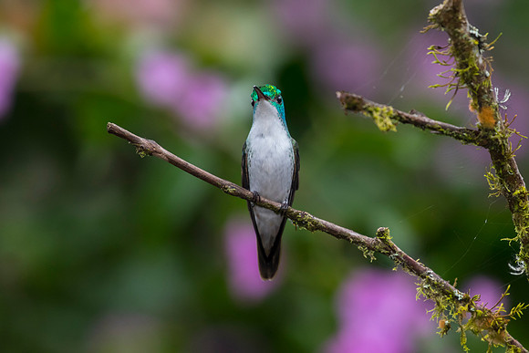 Andean emerald hummingbird KAC0894