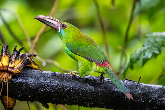 Crimson-rumped toucanet KAC0023