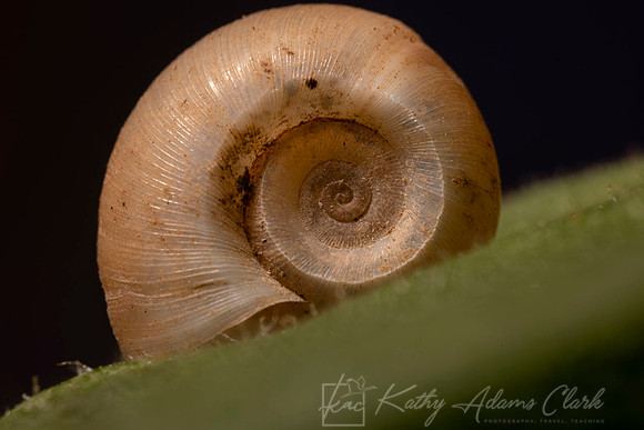 Scrubsnails Praticolella possible KAC0116