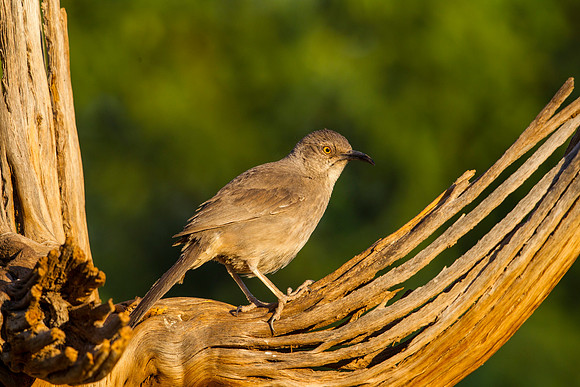Curve-billed thrasher KAC8820