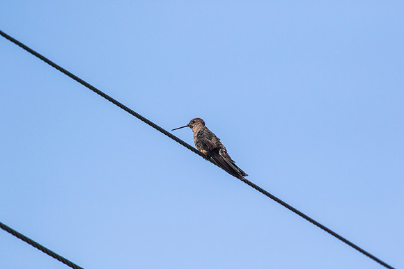 Giant hummingbird KAC8776