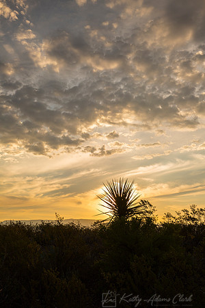 Yucca Silhouette KAC7356