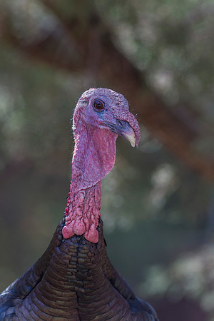 Wild Turkey KAC8634
