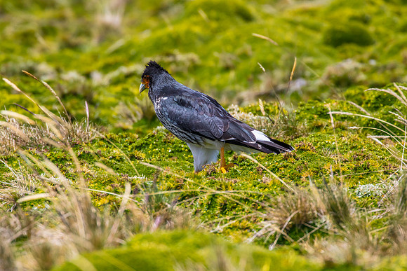 Carunculated caracara KAC8752