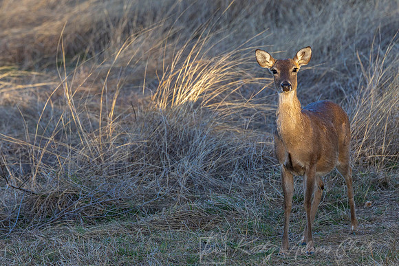 White-tailed deer KAC2796