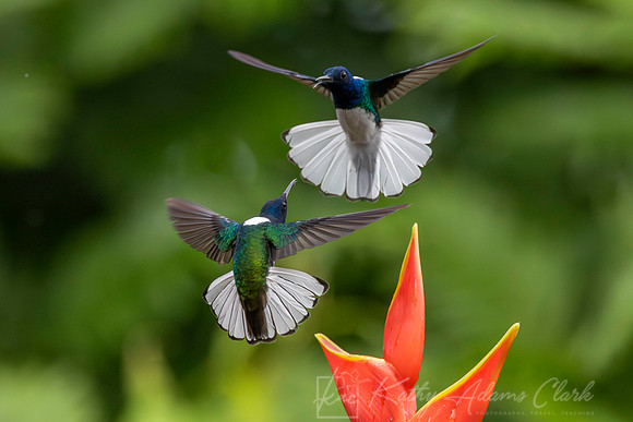 White-necked jacobin hummingbird KAC5675