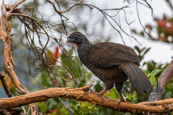 Andean guan KAC9202