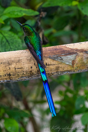 Violet-tailed sylph hummingbird KAC9931