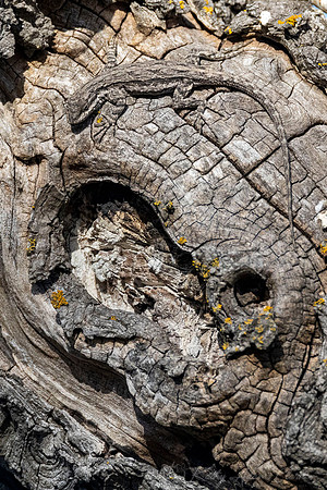 Texas Spiny Lizard KAC0126