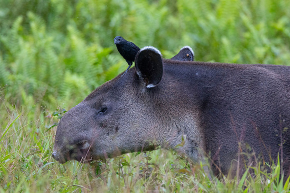 Baird's tapir KAC6828