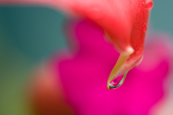 drop of water on bloom KAC5279