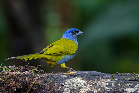 Blue-capped tanager KAC9848