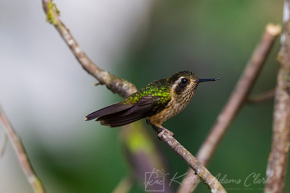 Speckled hummingbird KAC9024