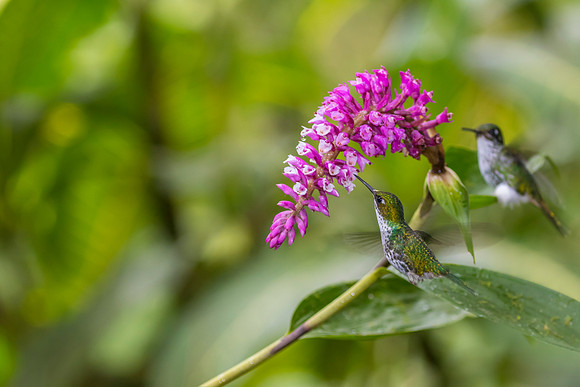 Booted racket-tail hummingbird KAC0480