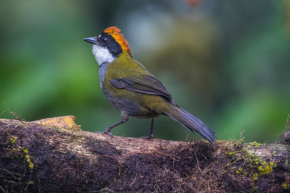 Chestnut-capped Brush-Finch KAC0078