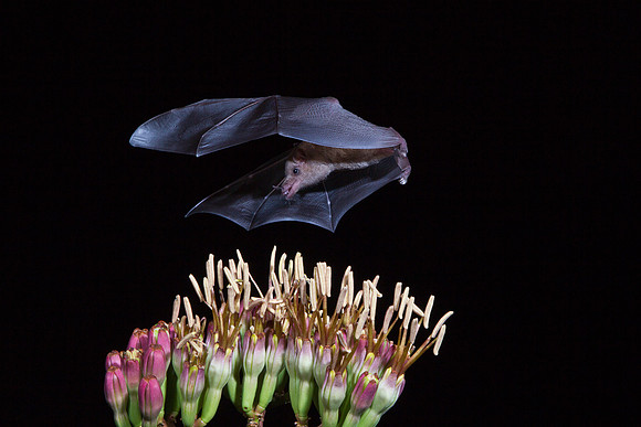 Mexican Long-tongued Bat KAC8893