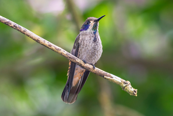 Brown violetear hummingbird KAC9463