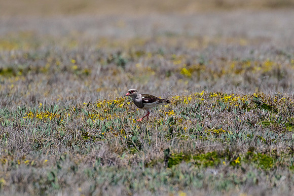 Andean lapwing KAC8693