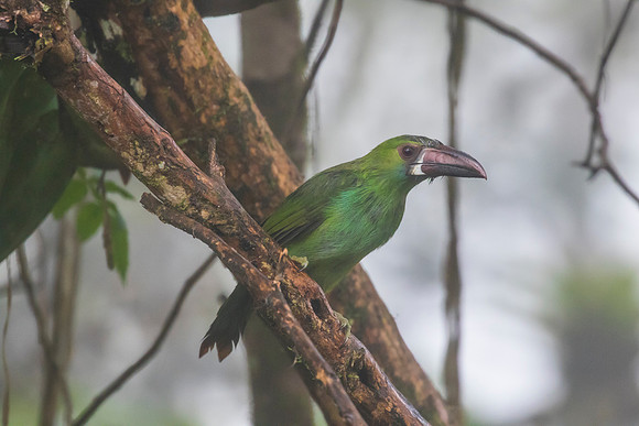 Crimson-rumped toucanet KAC9736
