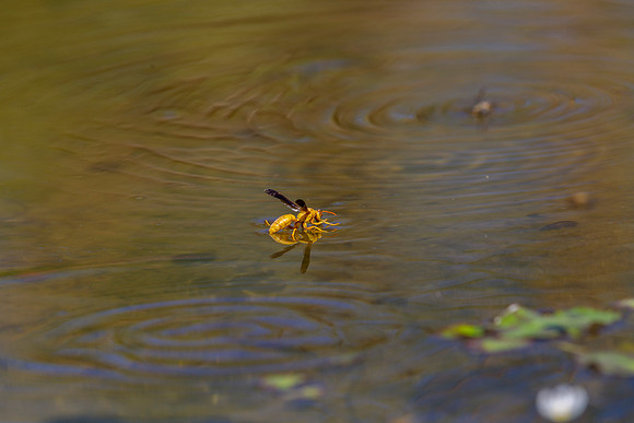 Paper Wasp KAC9061