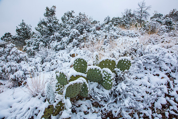 Prickly Pear Cactus Snow KAC0682
